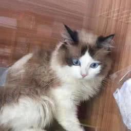 艾萌宠物(第吾大道店):上海城区青浦区青浦城区附近