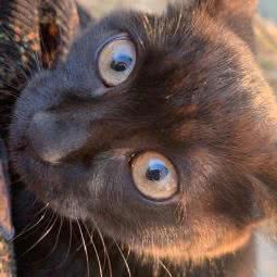 沐啡宠物(宝龙广场店):上海城区青浦区青浦城区附近