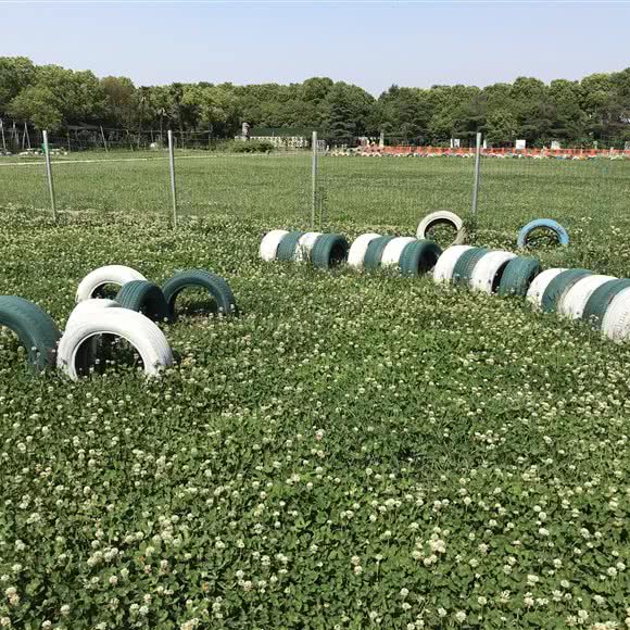 哈妞宠物寄养托儿所:上海城区青浦区青浦城区附近