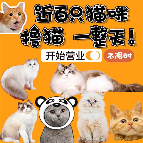 圣浠撸猫馆(青浦吾悅广场店):上海城区青浦区青浦城区附近