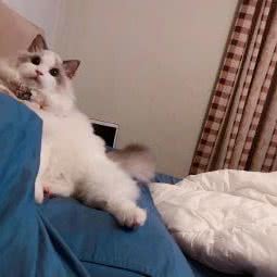 甜甜猫舍:上海城区青浦区青浦城区附近