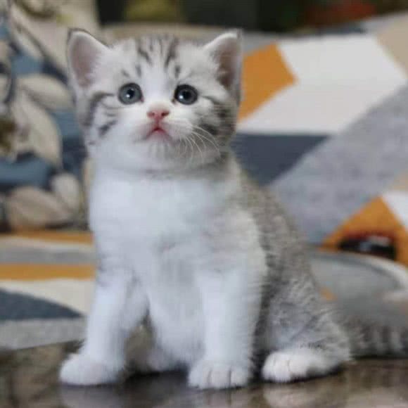 木木家英短矮脚舍:上海城区青浦区青浦城区附近