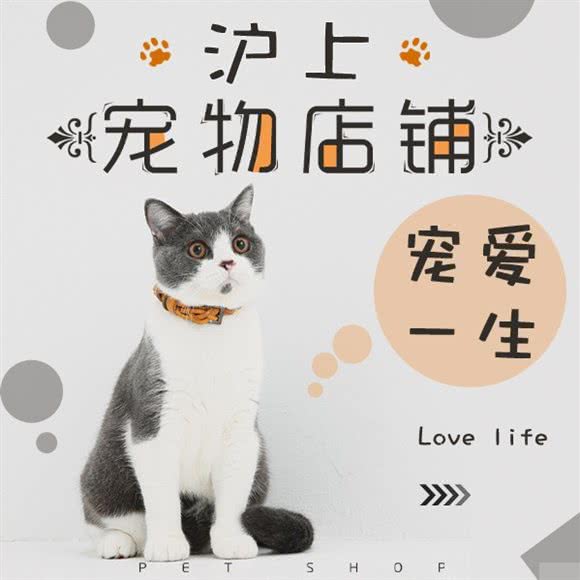 宠物沪上:上海城区青浦区青浦城区附近