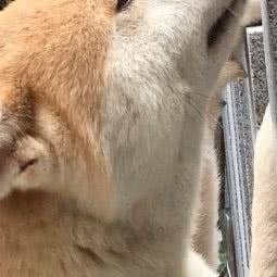 家有雷狗:上海城区青浦区徐泾附近