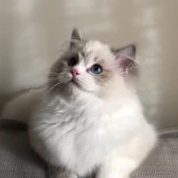 肖肖宠物店:北京城区房山区长阳镇附近