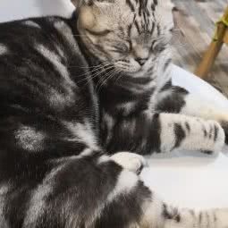 谈小喵猫咪寄养酒店:北京城区房山区长阳镇附近