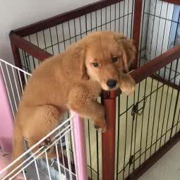 圆圆派宠物生活馆:上海城区青浦区华新镇附近