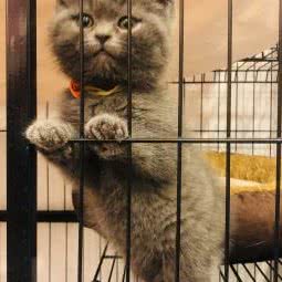 哈宝宠物酒店(哈宝宠物店):上海城区青浦区重固镇附近