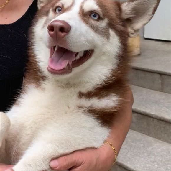 冰冰宠物(徐泾店):上海城区青浦区凤溪附近