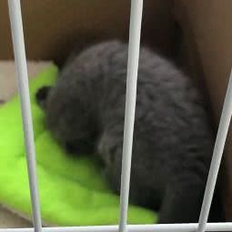 派多格狗狗:上海城区青浦区凤溪附近