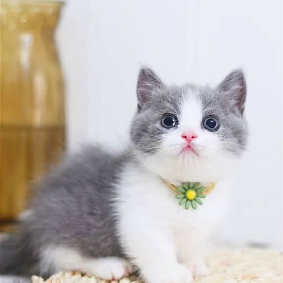 魔都猫舍:上海城区青浦区凤溪附近