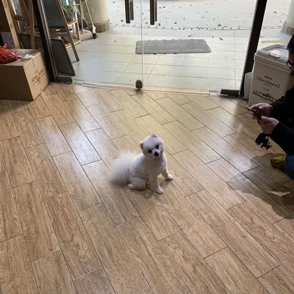 卡迪宠物:上海城区青浦区虹桥枢纽周边区附近