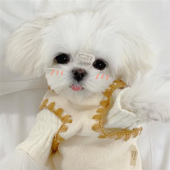 馨宠狗狗专卖店:上海城区青浦区虹桥枢纽周边区附近