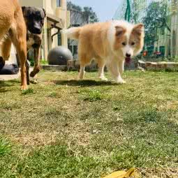 上海盎然宠物服务工作室:上海城区奉贤区海湾旅游区附近