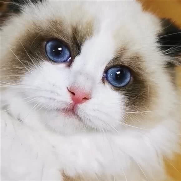 OnlyCat猫舍:上海城区奉贤区海湾旅游区附近