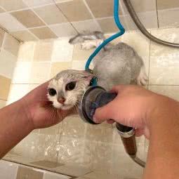 喵喵汪宠物spa生活馆:上海城区奉贤区南桥附近