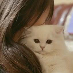 浆糊猫舍:北京城区房山区长阳镇附近