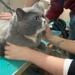 哈妮宠物乐园:上海城区奉贤区南桥附近