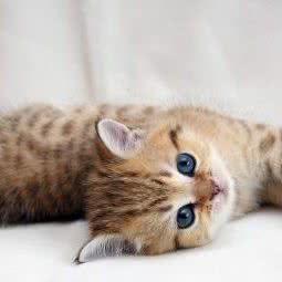 凯威宠物洗澡寄养宠物售卖:上海城区奉贤区南桥附近