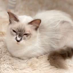 Caesar Cattery?猫咖?洗护?售卖工作室:上海城区奉贤区南桥附近