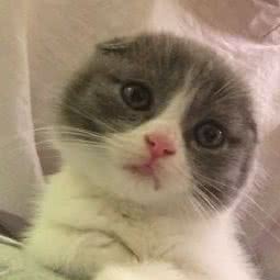 CFA赛级猫咪部落猫舍:上海城区奉贤区南桥附近