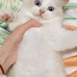 喵朵猫舍:上海城区奉贤区南桥附近