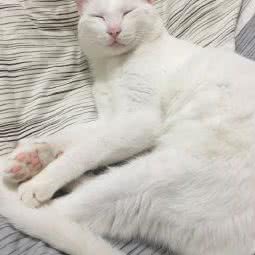 微蒙宠物诊所:上海城区奉贤区南桥附近