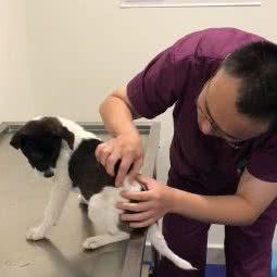 瑞诺宠物诊所:上海城区奉贤区南桥附近