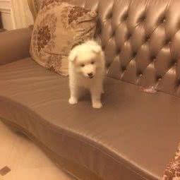 爱朦宠物狗:上海城区奉贤区环城东路附近