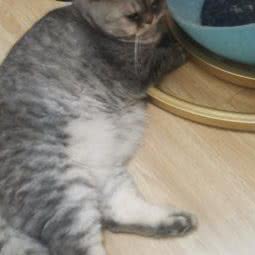 飞飞狗宠物奉浦店:上海城区奉贤区南桥新都汇附近