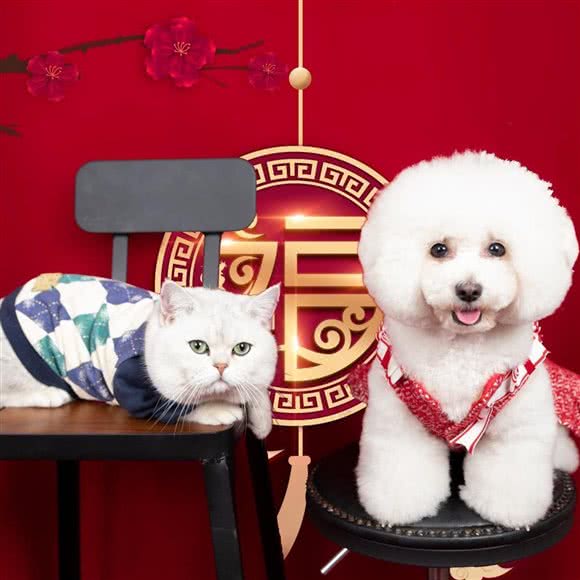 MO小姐的宠物:南京市玄武区珠江路沿线附近