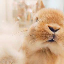 SmartPets宠时尚(新世界百货店):南京市玄武区珠江路沿线附近