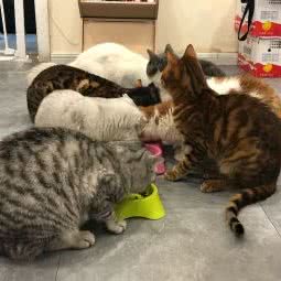 东方宠物医院:南京市玄武区火车站/玄武湖附近