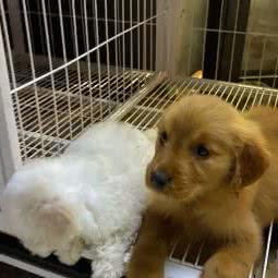 派多格宠物狗:北京城区房山区良乡附近