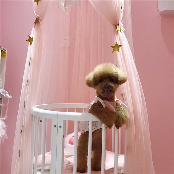 麦兜宠物:南京市玄武区苜蓿园附近