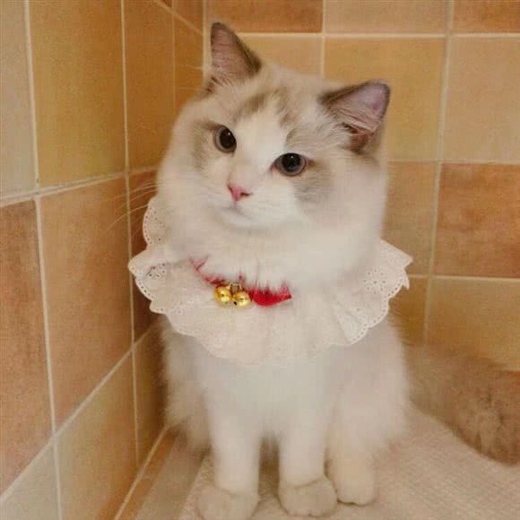 麦兜宠物:南京市玄武区苜蓿园附近