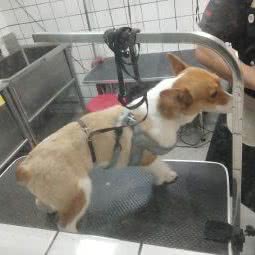 JOJO宠屋:南京市玄武区苜蓿园附近