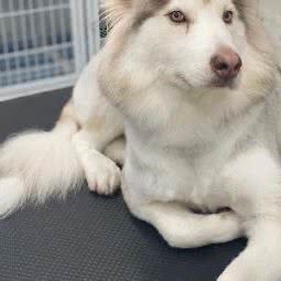 宠物之星:南京市玄武区苜蓿园附近