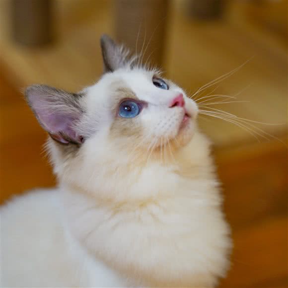 RJ&S·猫咖馆·BJD主题:南京市玄武区苜蓿园附近