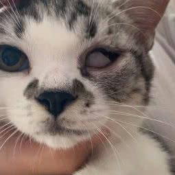 瑞宠康宠物狗诊所:南京市玄武区苜蓿园附近