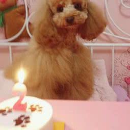 吾爱吾宠PetLover(马群店):南京市玄武区孝陵卫/森林摩尔附近