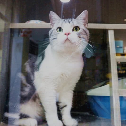 笑笑萌宠屋:南京市玄武区樱驼花园/花园路附近