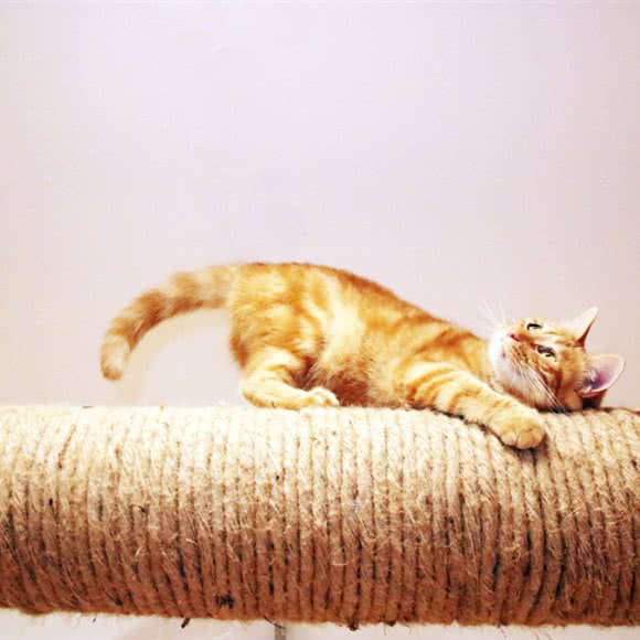 希颜宠咖:北京城区房山区良乡附近