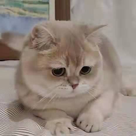 家庭猫舍:南京市秦淮区新街口地区附近