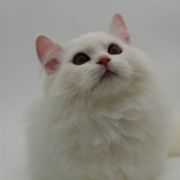 绿光森林Cat Memory猫咖撸猫园:南京市秦淮区新街口地区附近