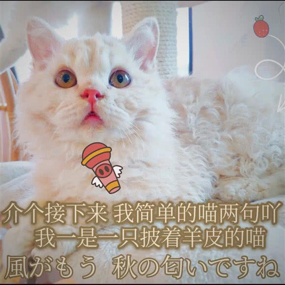 偶遇猫咖&CFA布偶猫舍·撸猫互动·宠物乐园(建华大厦店):南京市秦淮区新街口地区附近