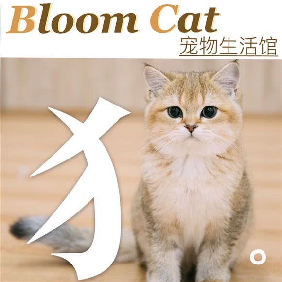 Bloom Cat·高颜值撸猫·宠物洗澡生活馆:南京市秦淮区夫子庙地区附近