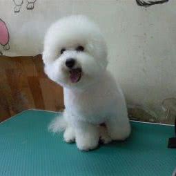 狗狗宝贝宠物俱乐部:南京市秦淮区夫子庙地区附近