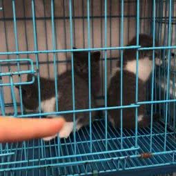 宠爱友家:南京市秦淮区常府街/长白街附近