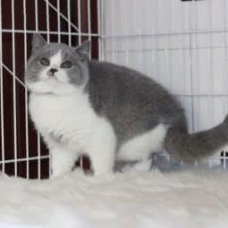 爱犬宠物(长白街店):南京市秦淮区常府街/长白街附近